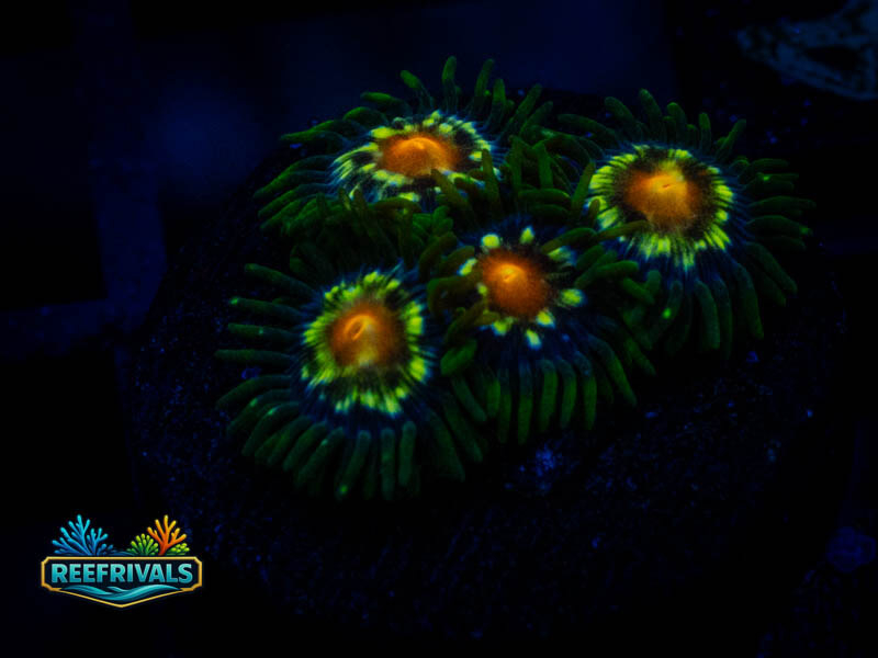 TSA Daisy Cutter Zoa coral image from ReefRivals, listed as Zoanthus sp. and Zoas