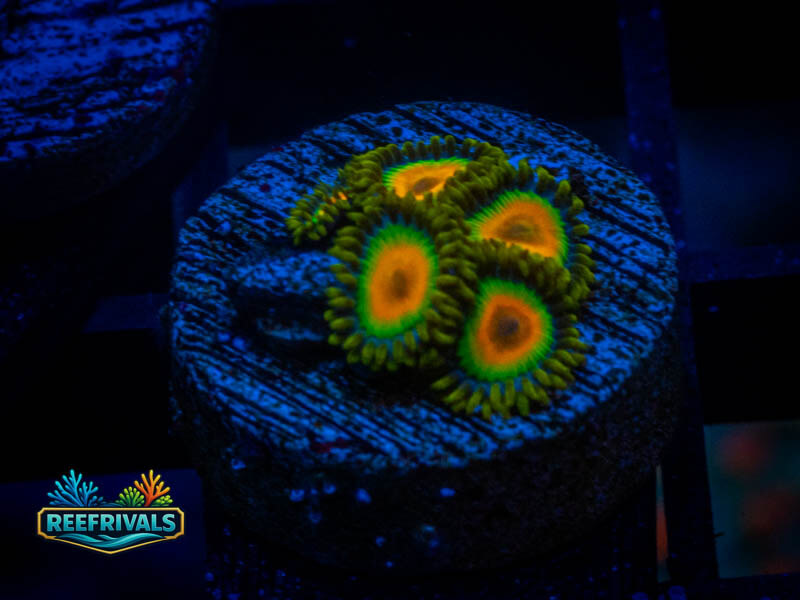 TG Rasta Zoa coral image from ReefRivals, listed as Zoanthus sp. and Zoas