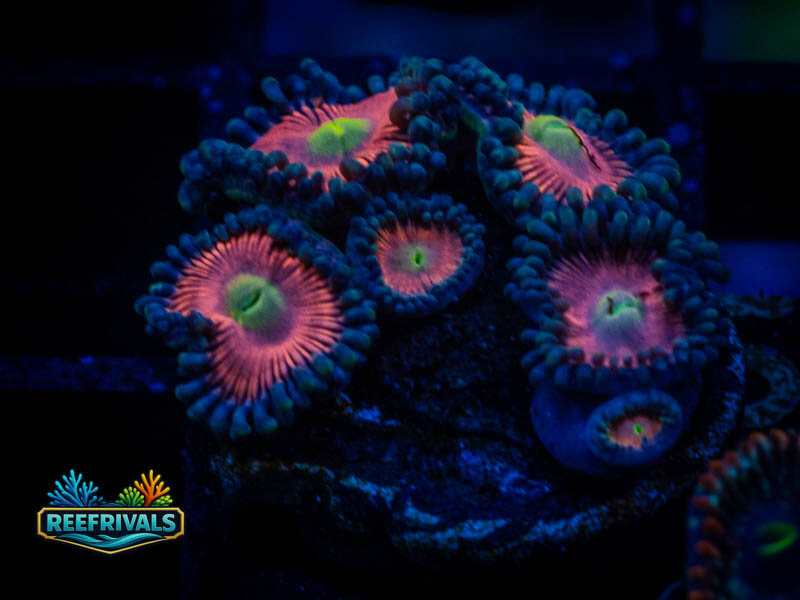 Rainbow Infusion Zoa coral image from ReefRivals, listed as Zoanthus sp. and Zoas