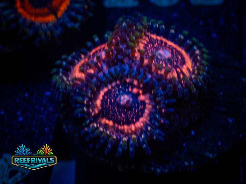 QCC Pink Zipper Zoa coral image from ReefRivals, listed as Zoanthus sp. and Zoas