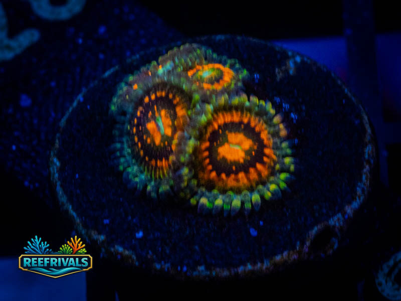 TSA Rainbow Incenerator Zoa coral image from ReefRivals, listed as Zoanthus sp. and Zoas
