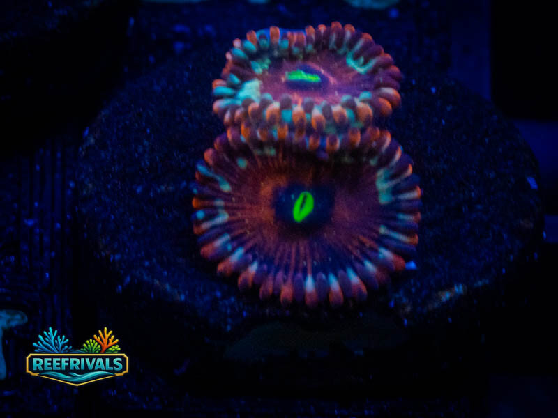 ECC Salted Agave Zoa coral image from ReefRivals, listed as Zoanthus sp. and Zoas