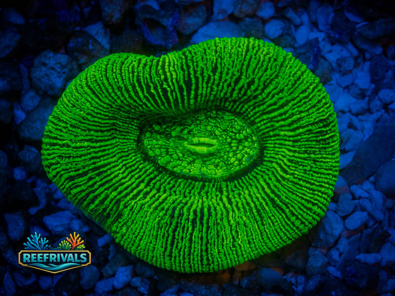 TG Aussie Radioactive Trachy coral image from ReefRivals, listed as Trachyphyllia sp. and LPS Fleshy