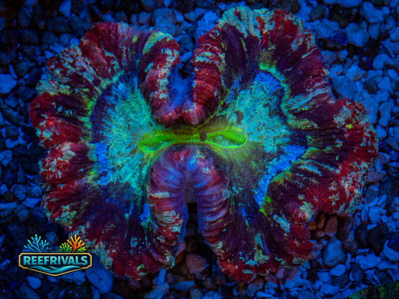 QCC Forbidden Fruit Trachy (XL) coral image from ReefRivals, listed as Trachyphyllia sp. and LPS Fleshy