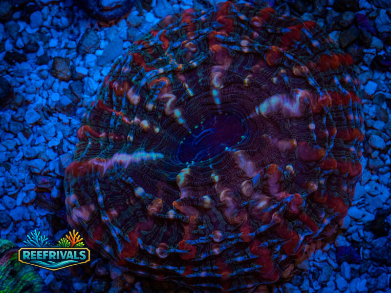 WWC Razzmatazz Indo (XL) WYSIWYG coral image | ReefRivals WWC Razzmatazz Indo (XL) coral image from ReefRivals, listed as Indophyllia sp. and LPS Fleshy