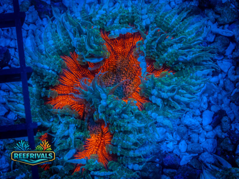 QCC Ultra Zebra Stripe Rock Flower coral image from ReefRivals, listed as Actiniaria sp. and Soft Coral