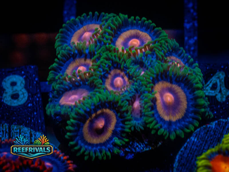 NYRA Supergirl Zoa WYSIWYG coral image | ReefRivals NYRA Supergirl Zoa coral image from ReefRivals, listed as Zoanthus sp. and Zoas