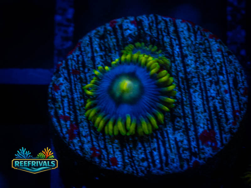 WWC Sunbeam Zoa coral image from ReefRivals, listed as Zoanthus sp. and Zoas