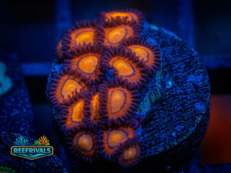 RVL Peach Cobbler Zoa (Mini Colony) WYSIWYG coral image | ReefRivals RVL Peach Cobbler Zoa (Mini Colony) coral image from ReefRivals, listed as Zoanthus sp. and Zoas