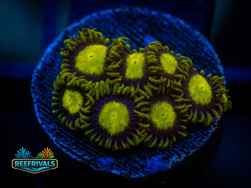 WWC King Midas Zoa coral image from ReefRivals, listed as Zoanthus sp. and Zoas