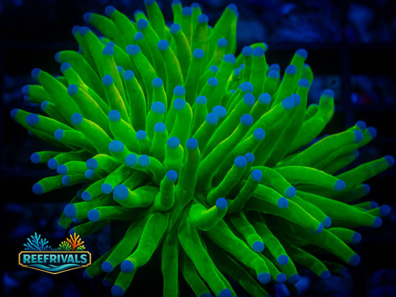ECC Holy Grail Torch WYSIWYG coral image | ReefRivals ECC Holy Grail Torch coral image from ReefRivals, listed as Euphyllia glabrescens and Torches