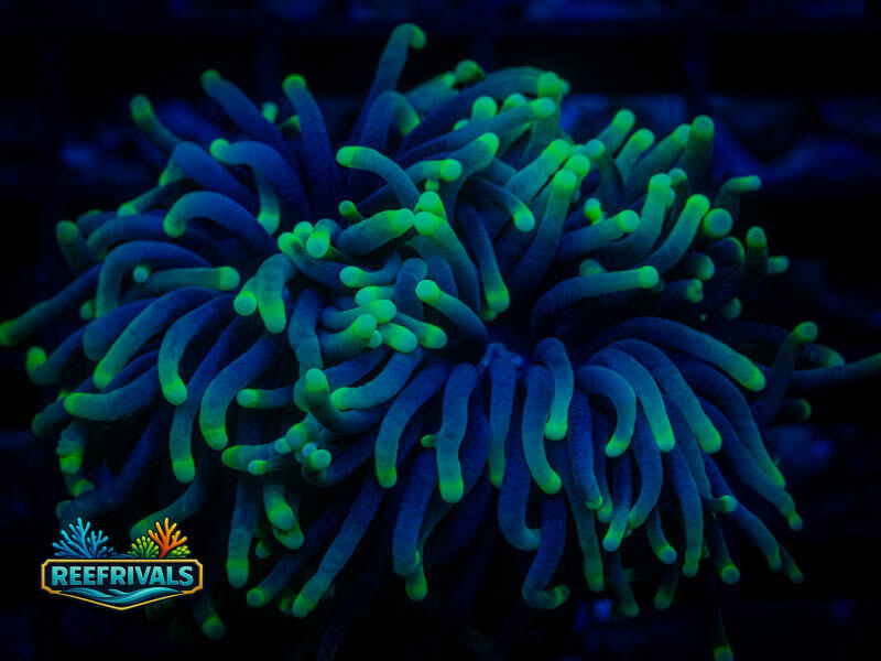 TSA Joker Torch (2 Heads) coral image from ReefRivals, listed as Euphyllia glabrescens and Torches