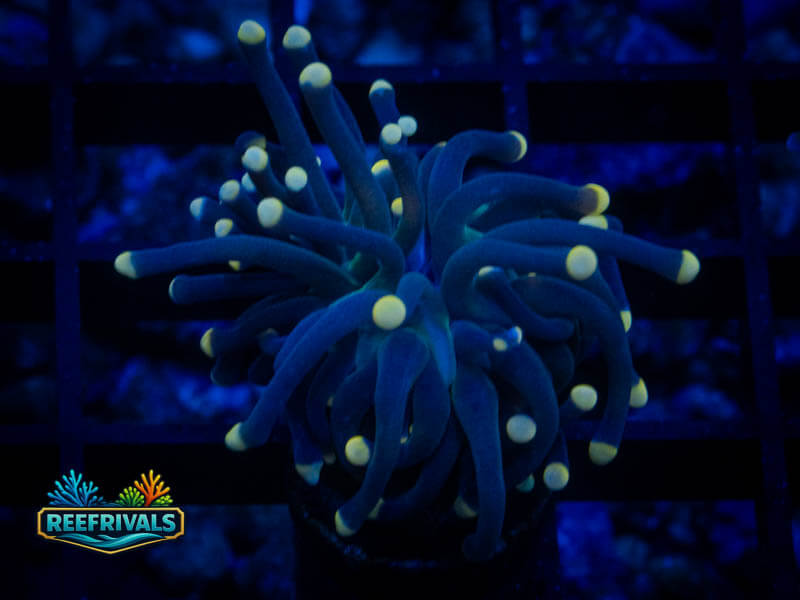 TSA Malaysian Miami Torch coral image from ReefRivals, listed as Euphyllia glabrescens and Soft Coral
