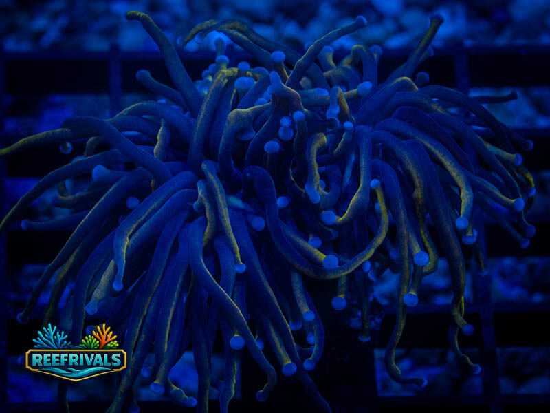 TG New York Knicks Torch coral image from ReefRivals, listed as Euphyllia glabrescens and Torches