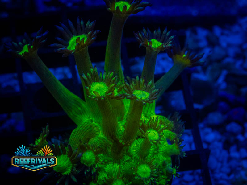WWC Shadow Flame Goni WYSIWYG coral image | ReefRivals WWC Shadow Flame Goni coral image from ReefRivals, listed as Goniopora sp. and Gonis