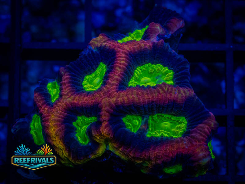 TSA Dragon Soul Favia coral image from ReefRivals, listed as Favia sp. and Favias