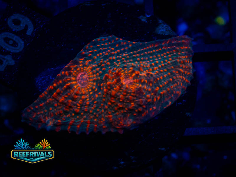 RVL Convict Chalice coral image from ReefRivals, listed as Echinophyllia sp. and Chalices