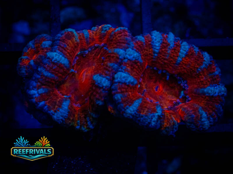RVL Pinstripe Acan coral image from ReefRivals, listed as Micromussa sp. and Acans