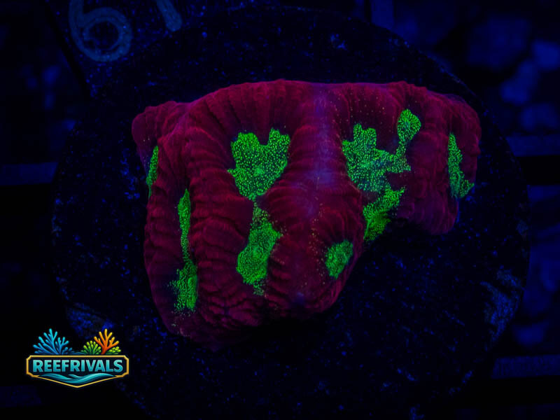 RVL Strawberry Favia coral image from ReefRivals, listed as Favia sp. and Favias