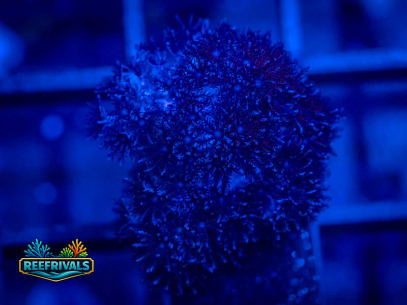 RVL Blueberry Pipe Organ coral image from ReefRivals, listed as Tubipora musica and Soft Coral