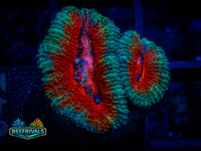 Ultra Red and Green Acan coral image from ReefRivals, listed as Micromussa sp. and Acans