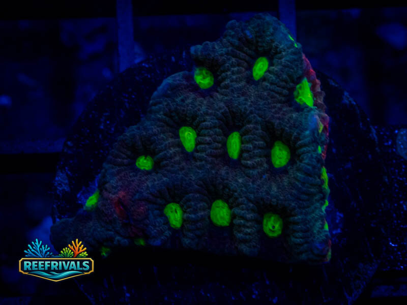 RVL Green Eyed Favia coral image from ReefRivals, listed as Favia sp. and Favias