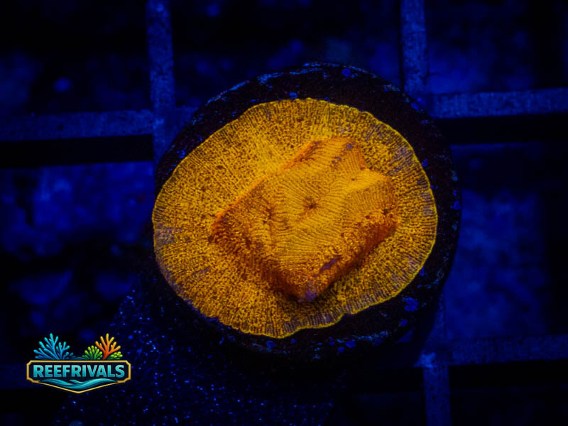 RVL 24K Lepto coral image from ReefRivals, listed as Leptoseris sp. and Encrusting