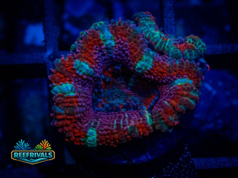 RVL Deep Blue Acan WYSIWYG coral image | ReefRivals RVL Deep Blue Acan coral image from ReefRivals, listed as Micromussa sp. and Acans