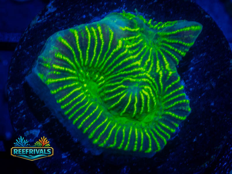 TG Joker Platy coral image from ReefRivals, listed as Platygyra sp. and Encrusting