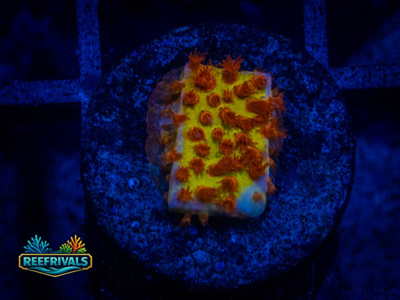 JF Burning Banana Stylo coral image from ReefRivals, listed as Stylocoeniella spp. and Encrusting