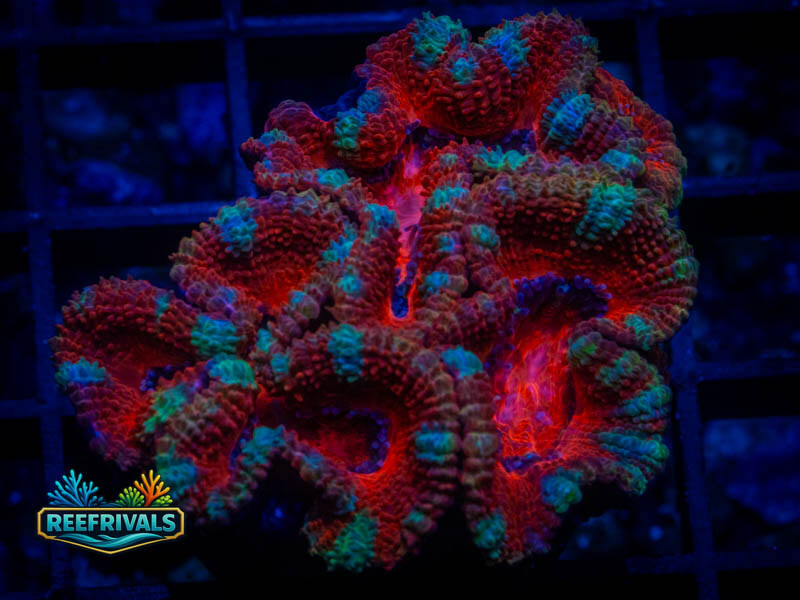 RVL Blue Striped Ultra Acan coral image from ReefRivals, listed as Micromussa sp. and Acans