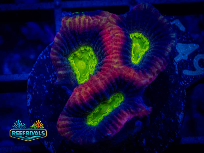 TSA Dragon Soul Favia coral image from ReefRivals, listed as Favia sp. and Favias