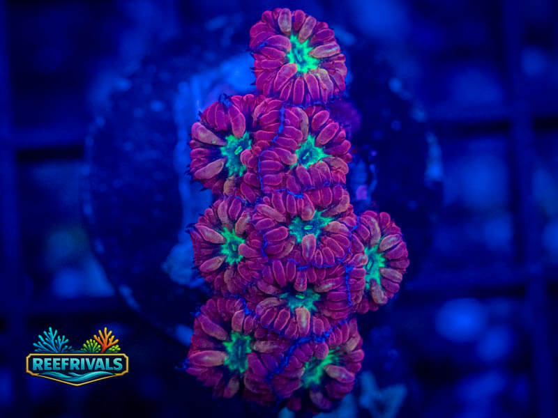 TSA Bouncing Betty Merletti Blasto coral image from ReefRivals, listed as Blastomussa sp. and LPS Fleshy