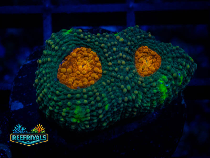 RVL Flinstones Acan Echinata coral image from ReefRivals, listed as Micromussa sp. and Acans