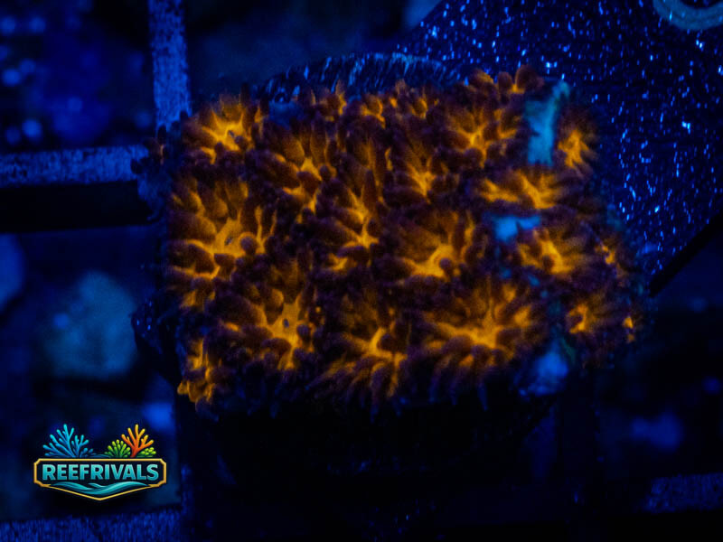 WWC Honeycomb Leptastrea coral image from ReefRivals, listed as Leptastrea sp. and Encrusting