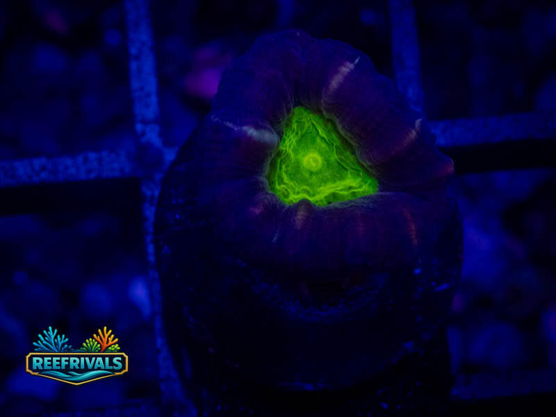 WWC Alien Eye Candy Cane coral image from ReefRivals, listed as Caulastrea sp. and Encrusting