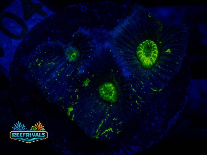UG Toxic Splatter Favia coral image from ReefRivals, listed as Favia sp. and Favias