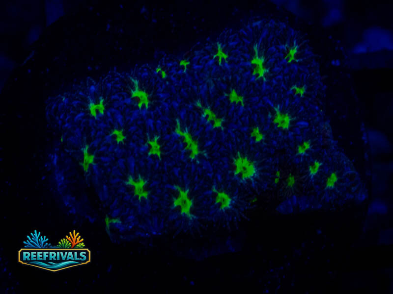 WWC Spooky Leptastrea WYSIWYG coral image | ReefRivals WWC Spooky Leptastrea coral image from ReefRivals, listed as Leptastrea sp. and Encrusting