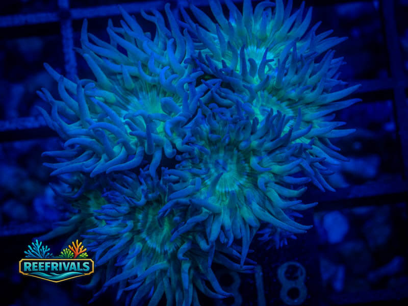 RVL Branching Duncan (7+ Heads) coral image from ReefRivals, listed as Duncanopsammia axifuga and Duncans