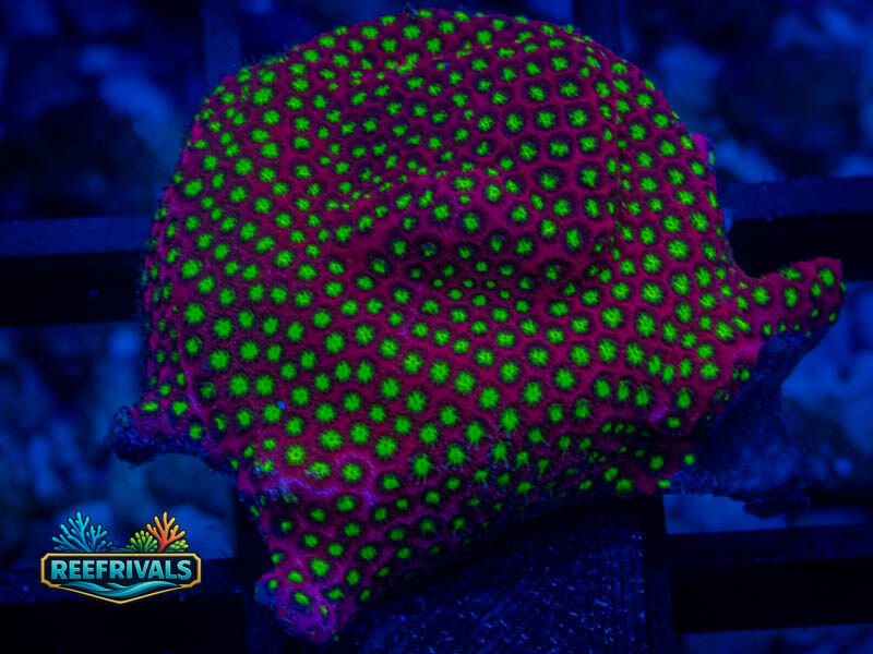 WWC Electric Daisy Stylo coral image from ReefRivals, listed as Stylocoeniella spp. and Encrusting
