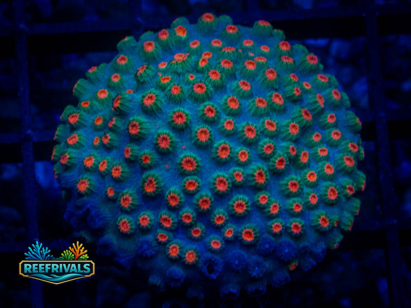 WWC Meteor Shower Cyphastrea coral image from ReefRivals, listed as Cyphastrea sp. and Encrusting