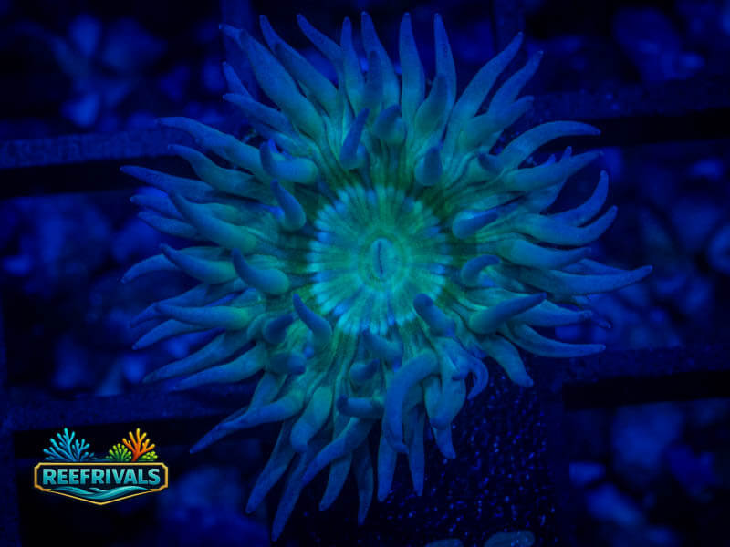 RVL Splunkin' Duncan WYSIWYG coral image | ReefRivals RVL Splunkin' Duncan coral image from ReefRivals, listed as Duncanopsammia axifuga and Duncans