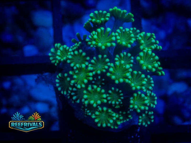 CA Aussie Spearmint Alveopora coral image from ReefRivals, listed as Alveopora sp. and LPS Fleshy