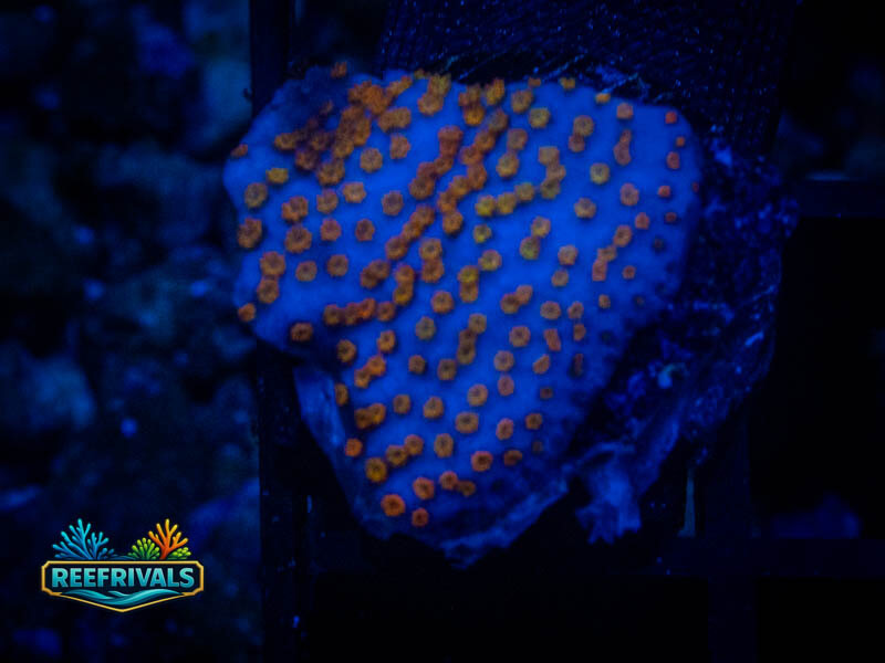 ECC Confused Rainbow Cyphastrea coral image from ReefRivals, listed as Cyphastrea sp. and Encrusting
