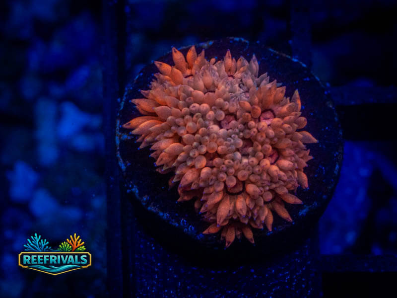 RVL Cherry Micro Goni WYSIWYG coral image | ReefRivals RVL Cherry Micro Goni coral image from ReefRivals, listed as Goniopora sp. and Gonis