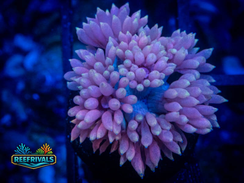 TG Strawberries and Cream Micro Goni coral image from ReefRivals, listed as Goniopora sp. and Gonis
