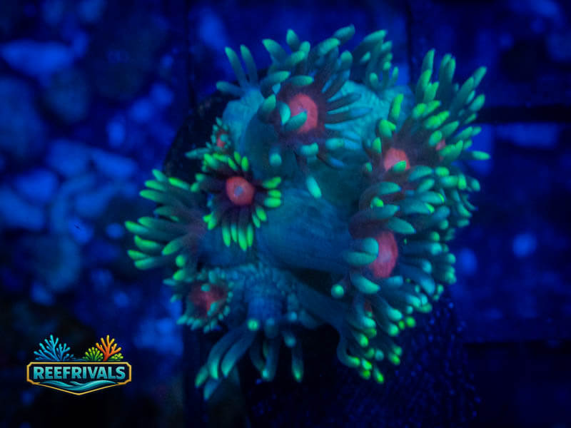 WWC North Star Goni coral image from ReefRivals, listed as Goniopora sp. and Soft Coral