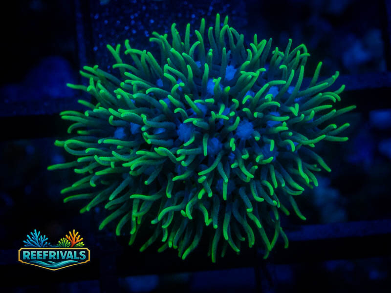RVL Blue Core GSP coral image from ReefRivals, listed as Zoanthus sp. and Zoas