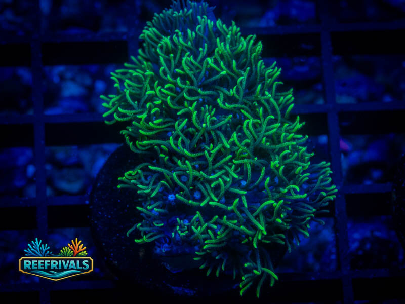 RVL Blue Core GSP coral image from ReefRivals, listed as Briareum sp. and Soft Coral