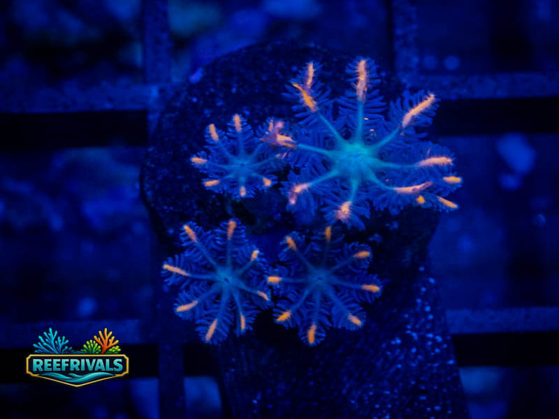 WWC Fireworks Clove Polyps coral image from ReefRivals, listed as Clavularia sp. and Soft Coral